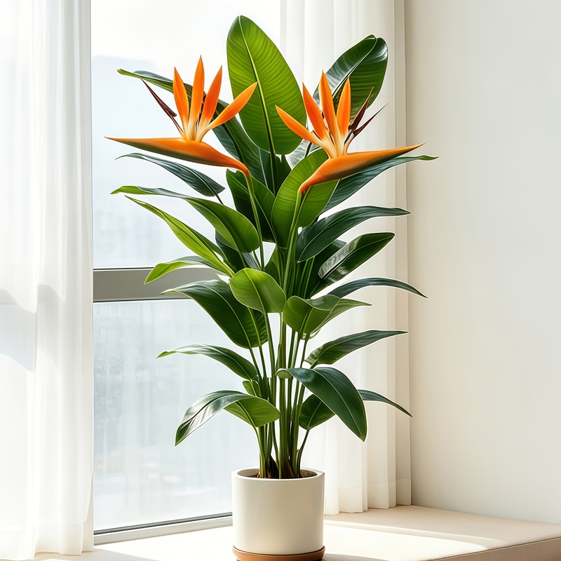 ต้นกล้วยประดิษฐ์เหมือนจริง พร้ - Dracaena Marginata บทวิจารณ์และราคา