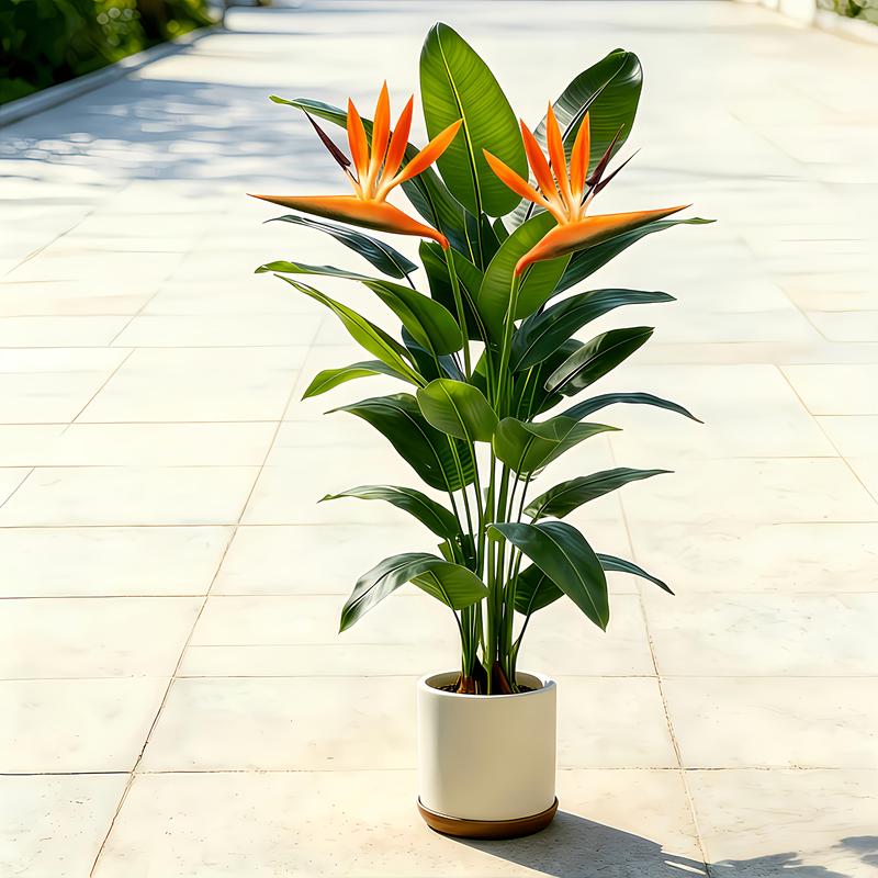 ต้นกล้วยประดิษฐ์เหมือนจริง พร้ - Dracaena Marginata บทวิจารณ์และราคา