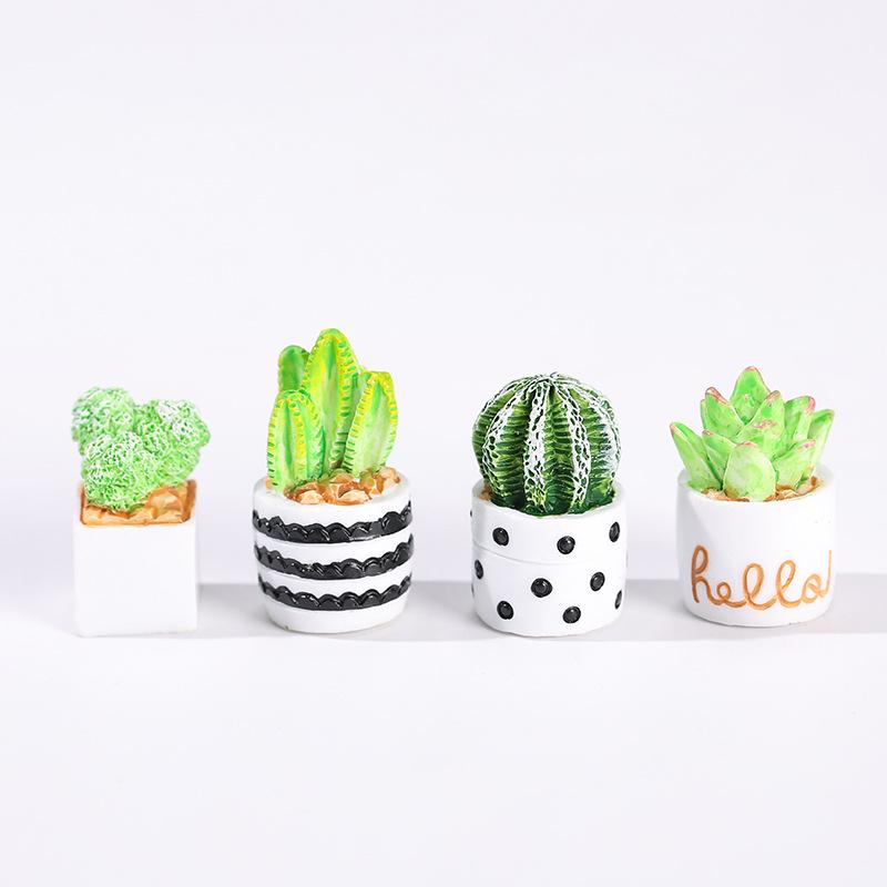 ชุด 4 ชิ้นของต้นกระบองเพชรและไ - Echeveria Succulent บทวิจารณ์และราคา
