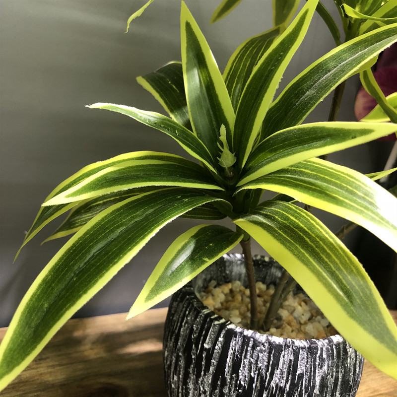 35ซม.3ส้อมประดิษฐ์เดสก์ท็อปปลอ - Dracaena Marginata บทวิจารณ์และราคา